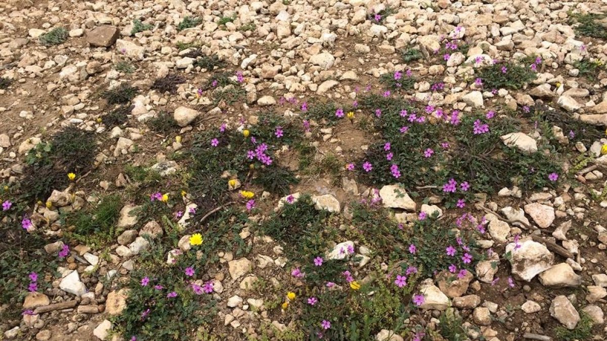 Cargola sanguínia presente en la zona del Clot del Mèdol