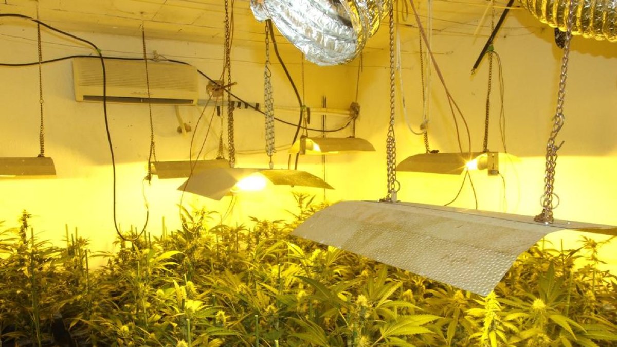 imagen de la plantación de Marihuana