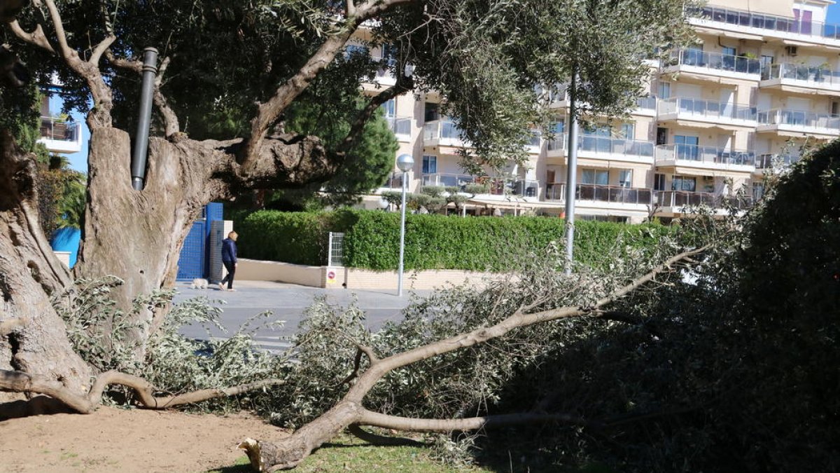 Una olivera que s'ha trencat a Salou.