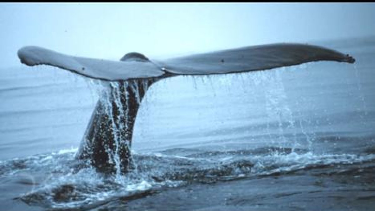 Captura de un vídeo sobre el juego 'Ballena azul'