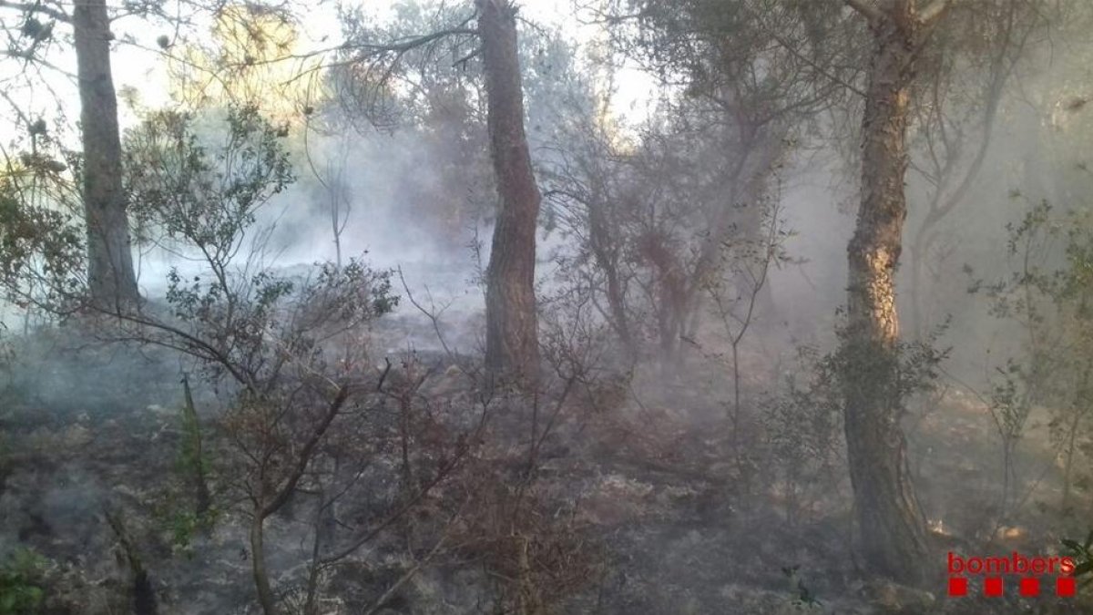 El fuego quemó matorrales y algún pino.