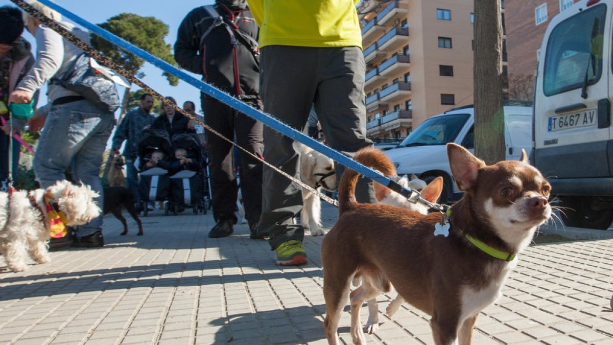 Imatge d'arxiu de diversos gossos passejant pels carrers de Reus.