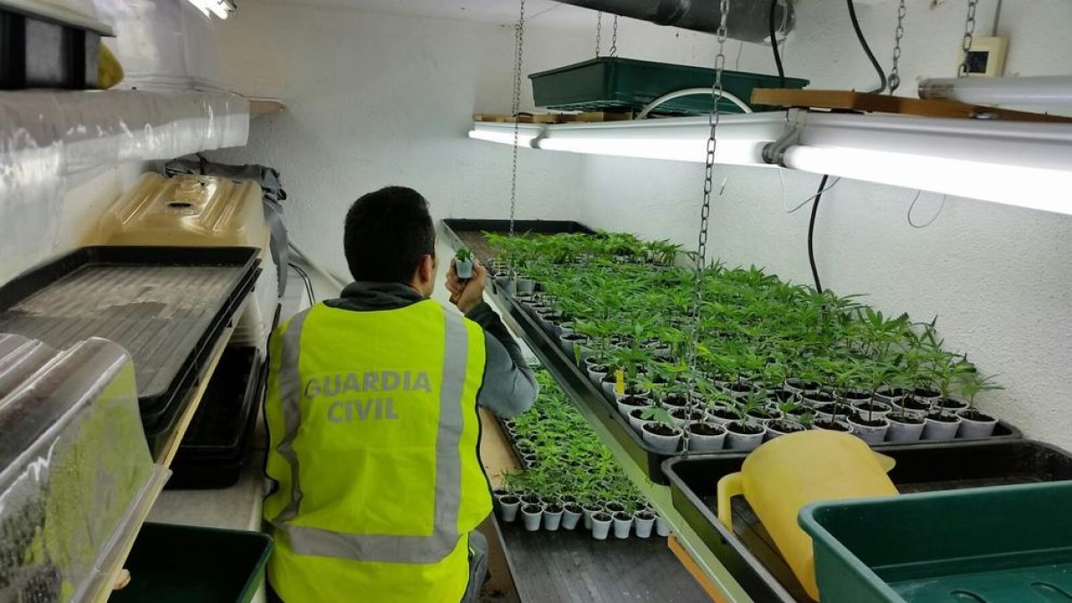 La Guardia Civil intervino dos plantaciones de marihuana indoor, con un total de 980 plantas.
