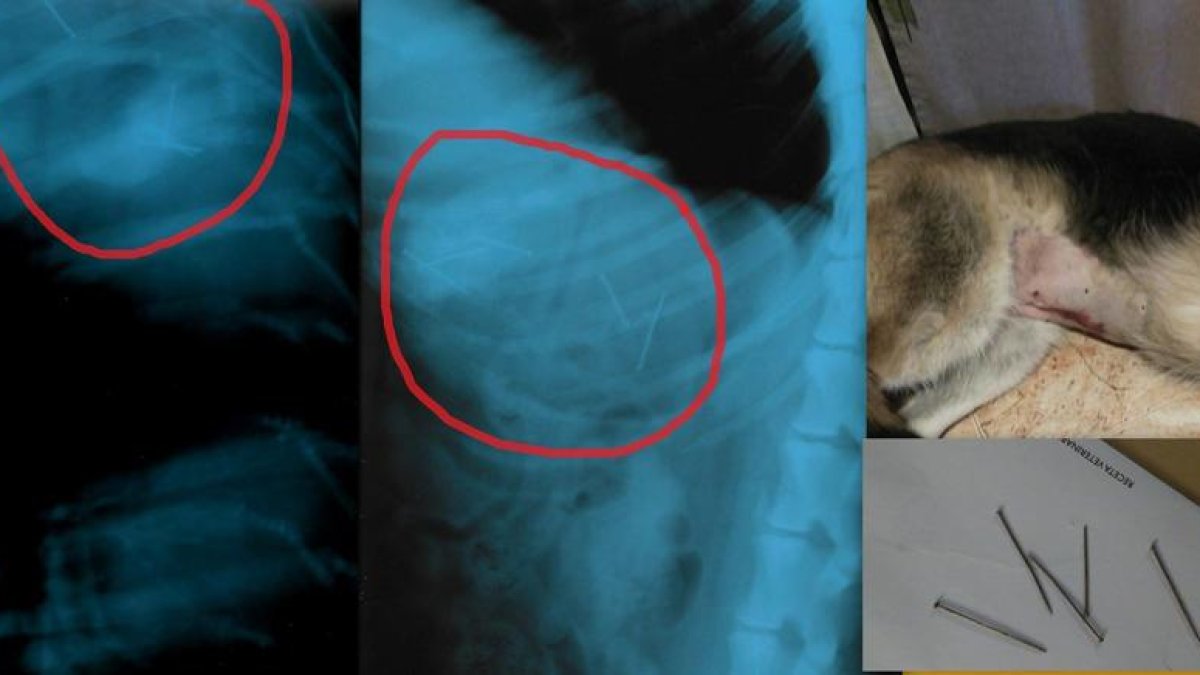 Imatges de les radiografies de l'animal i les agulles que li van extreure.