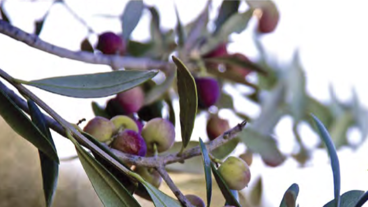 Les oliveres seran les protagonistes d'aquesta jornada tècnica agrícola.
