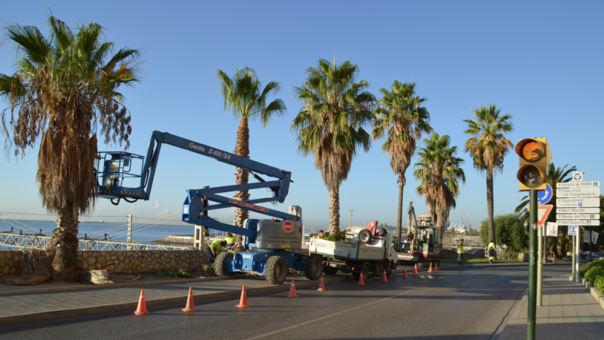 Reubiquen les palmeres afectades per la construcció de la passarel·la que connectarà la platja amb la ciutat