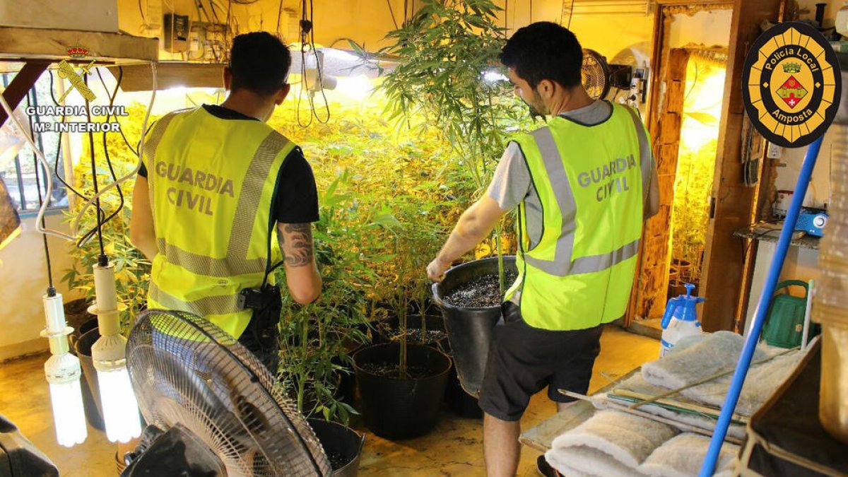 Dos agents de la Guàrdia Civil desmantellen una plantació de marihuana a Amposta. Imatge publicada el 30 de setembre de 2016