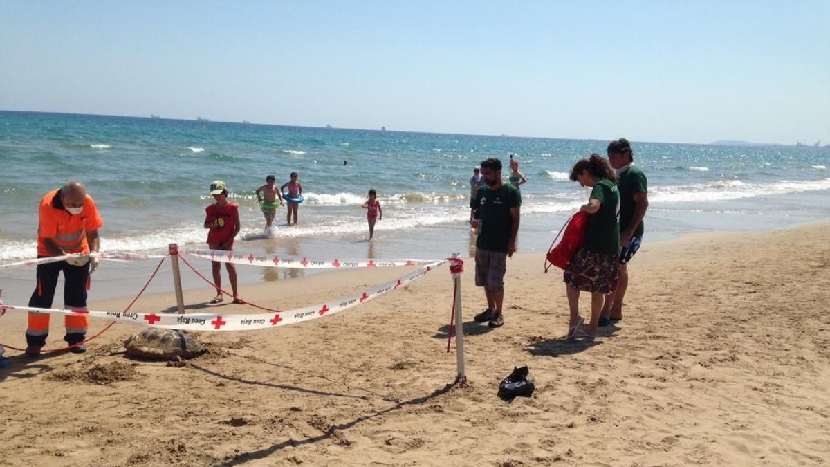 Els socorristes van acordonar la zona perquè ningú toqués el cos de la tortuga fins l'arribada dels tècnics.