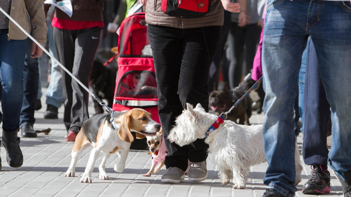 Una passejada de gossos en el certamen 'Bestial', el passat febrer.