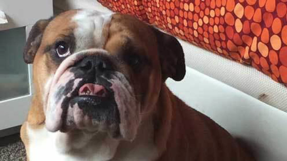 Pumba és un bulldog anglès mascle de dos anys, la seva família espera que torni a casa.