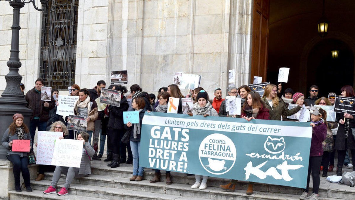 El acto ha servido para recordar que los gatos de calle tienen los mismos derechos que cualquier animal de compañía.