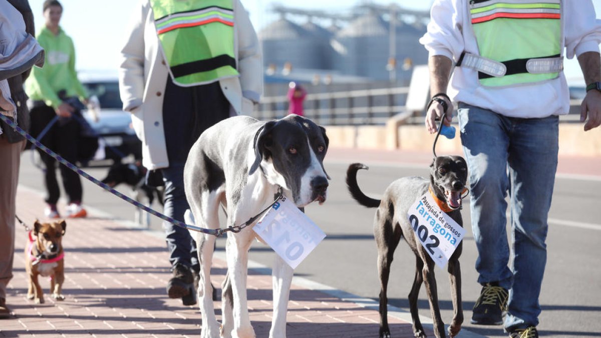 Imagen del 4º Paseo de Perros de Tarragona.