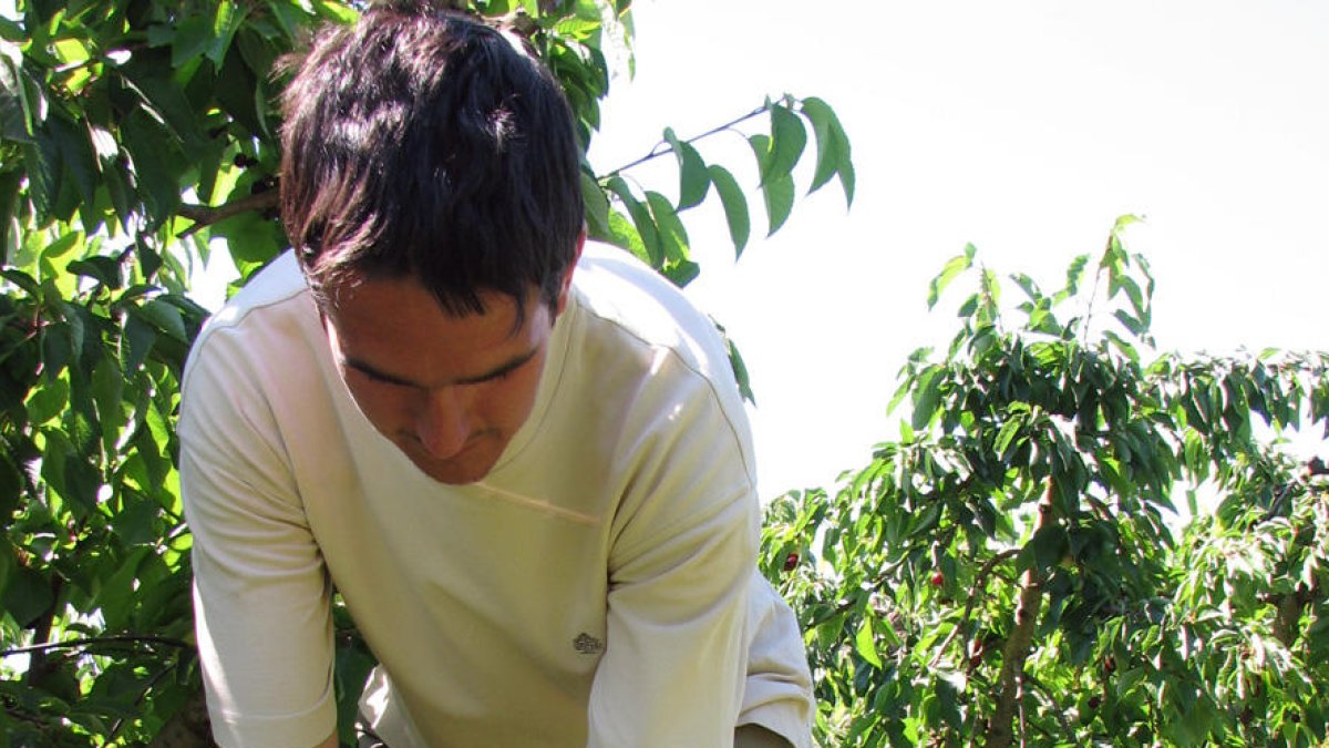 Un campesino recogiendo cerezas en una finca de la Torre de l'Espanyol en una imagen de archivo