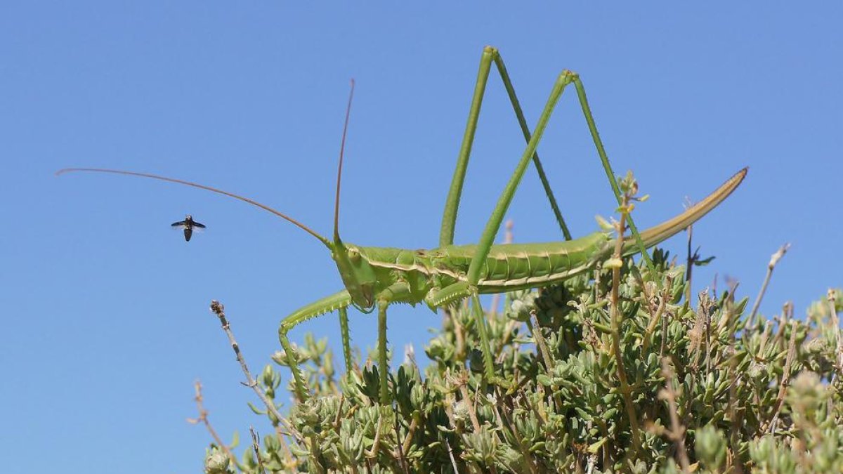 Imatge de la llagosta amenaçada trobada al Parc Natural dels Ports.