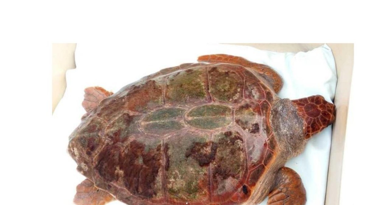 L'exemplar de la tortuga babaua pesa 38 quilos i medeix