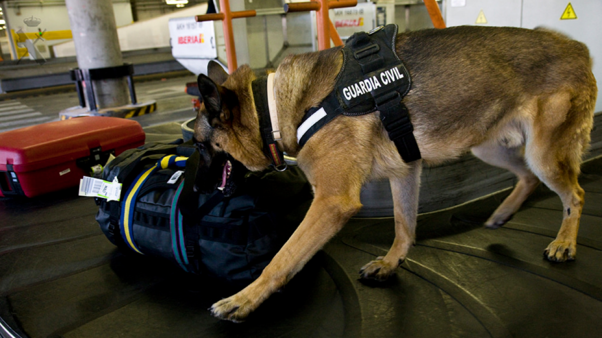 Una imatge genèrica d'un gos policia revisant maletes a la cinta.