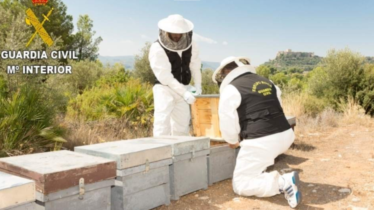 Portaven diversos anys enverinant de manera sistemàtica els assentaments de ruscs .