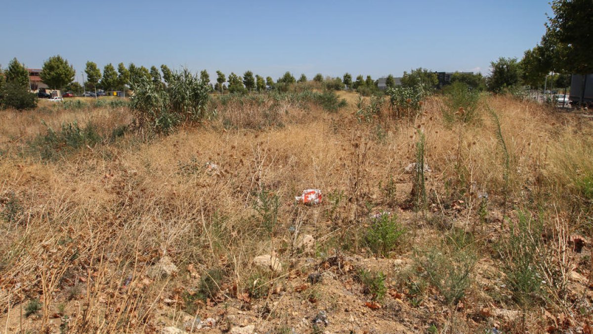 Un solar al Tecnoparc on s'acumula vegetació i brossa.