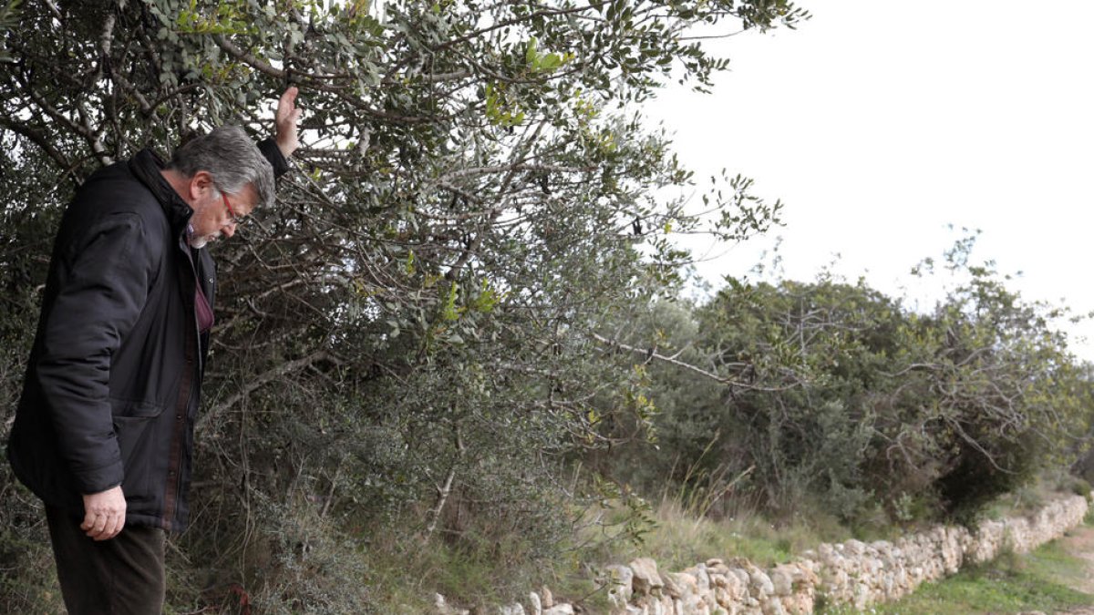 En esta zona de la Muntanyeta de Sant Pere, se ha detecta la presencia de jabalíes.