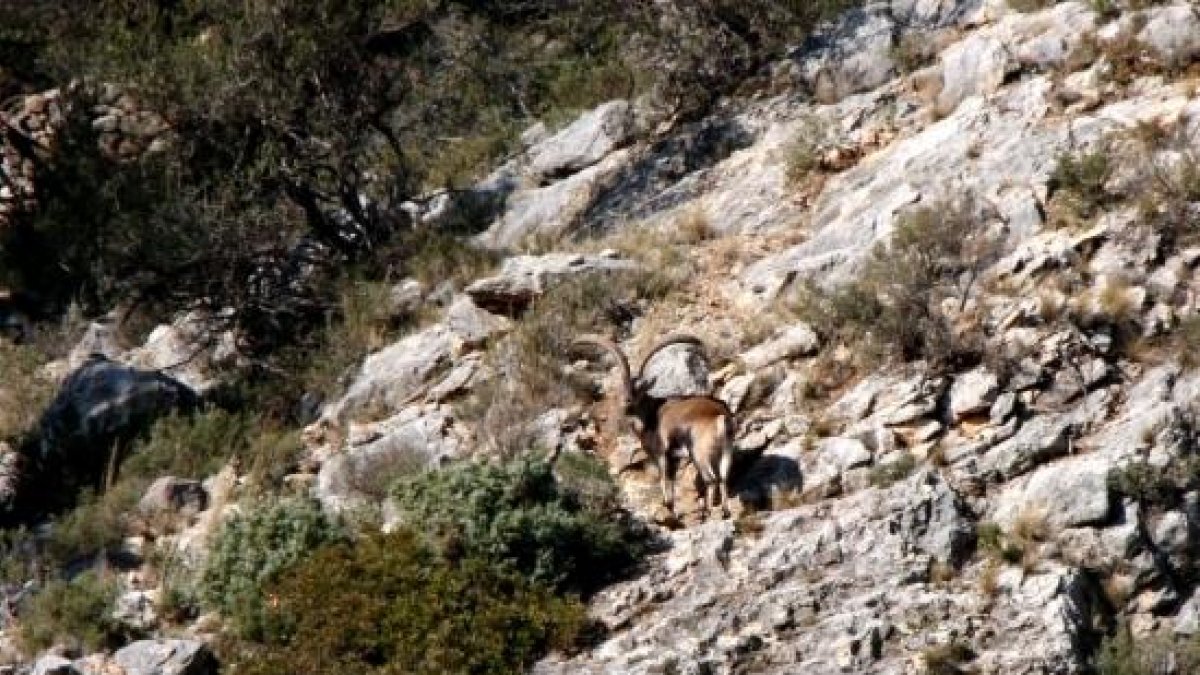 Un ejemplar de cabra salvaje en el parque natural de los Ports..