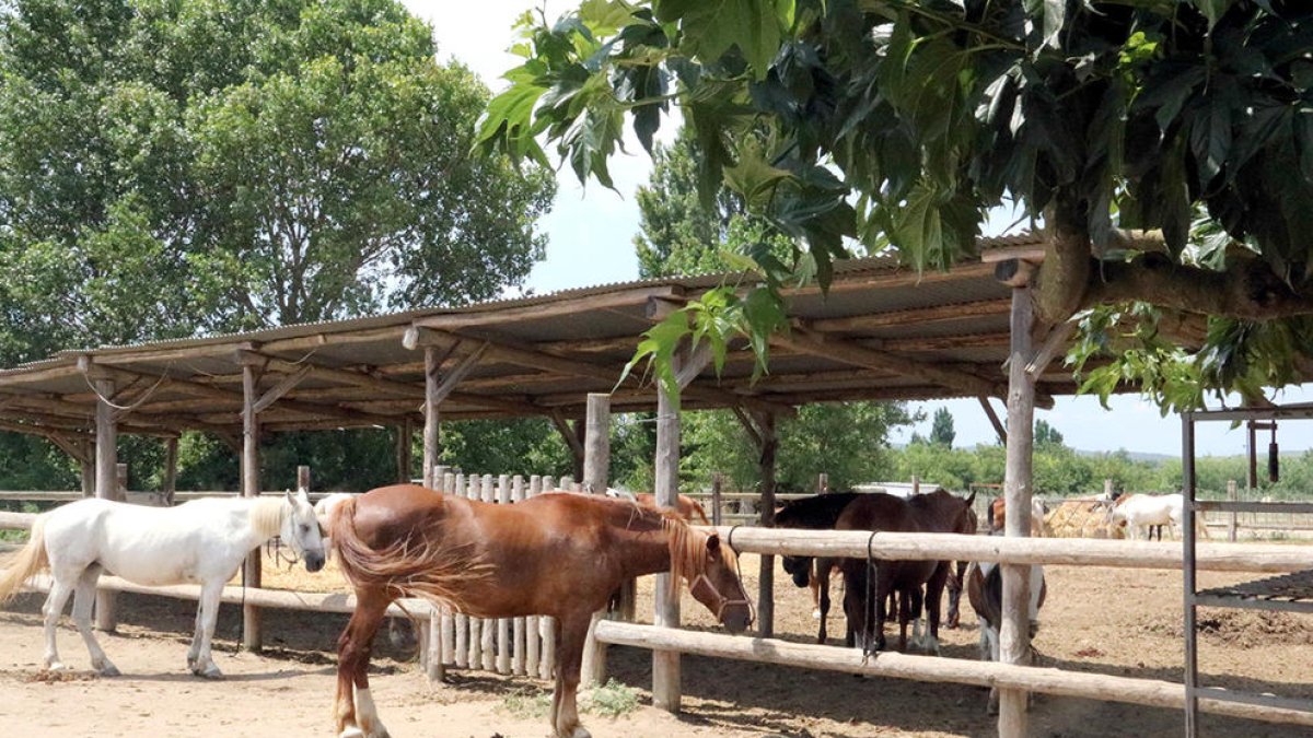 Dos cavalls mengen a l'hípica aquest dijous 20 de juliol de 2017.