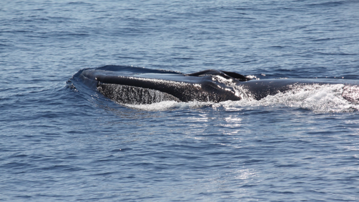 Imagen de archivo del avistamiento de una ballena en las costas catalanas.