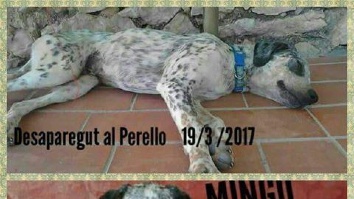 Imágenes de Mingo, el perro desaparecido en el Perelló.