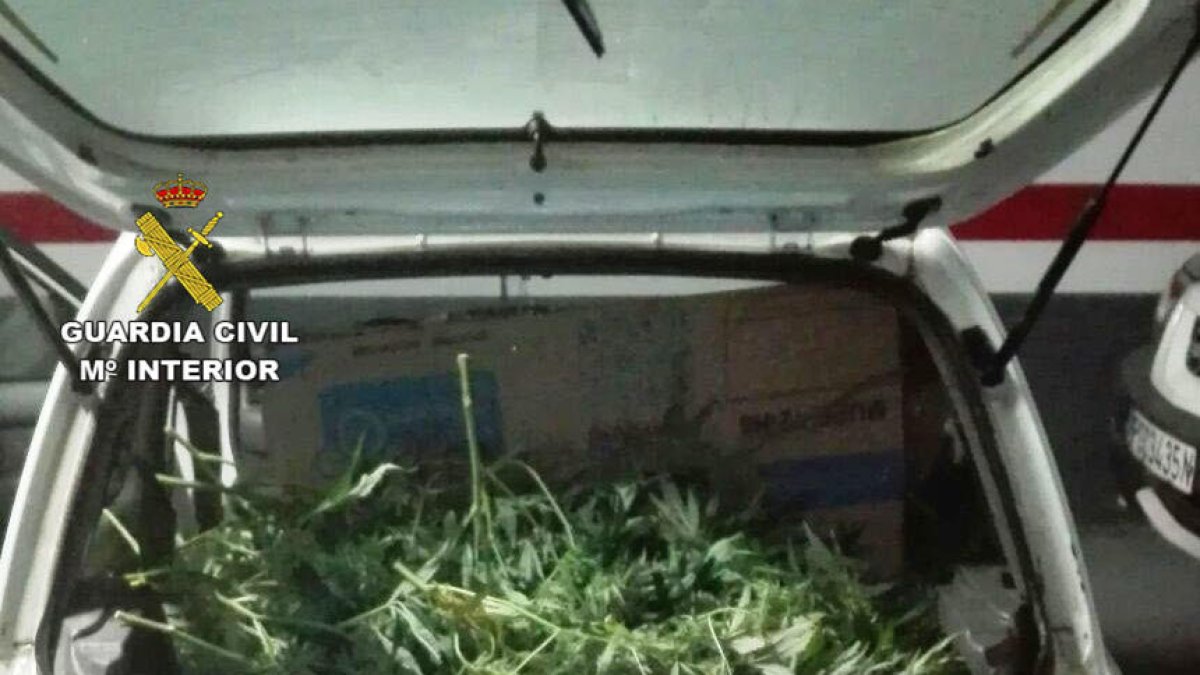 A l'interior del vehicle hi havia fins a 330 plantes de marihuana.