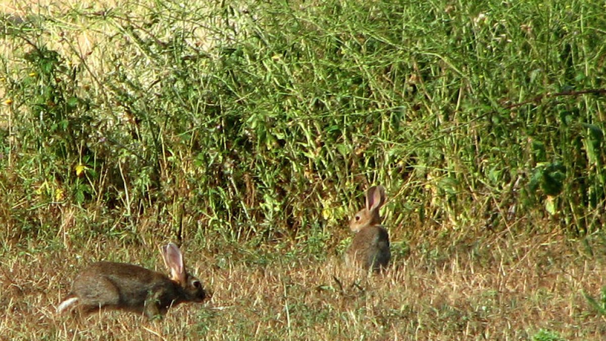 Imagen de archivo de una zona de caza donde proliferan los conejos.