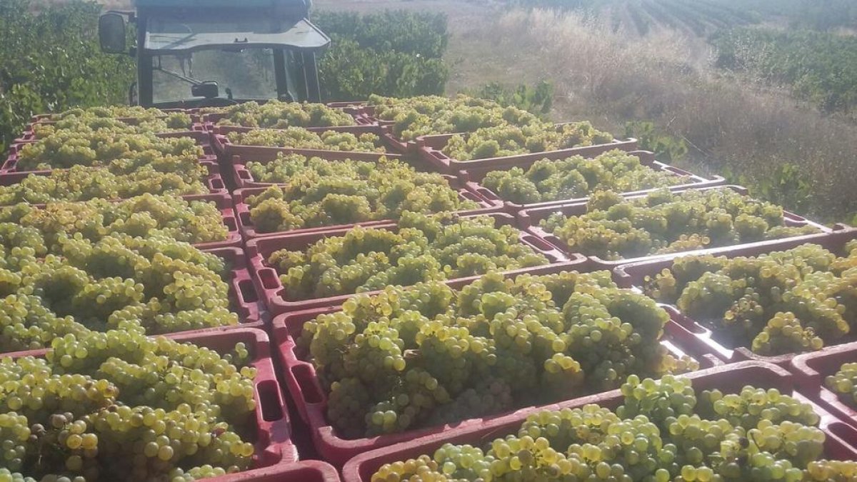 Los viticultores han empezado la vendimia con las variedades más tempranas, que son las blancas, como el chardonnay.