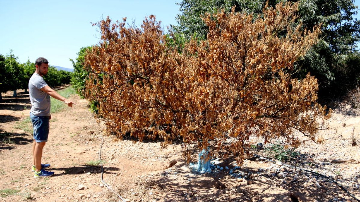 Plan|Plano general de Óscar Navarro mostrando un árbol muerto en su finca con guaridas|cubiles de conejo a su alrededor. Imagen del 27 de julio de 2017