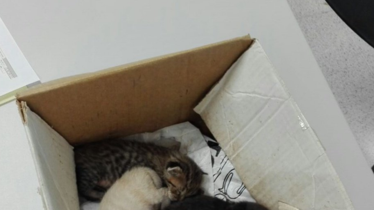 Los gatos fueron abandonados en una caja de cartón.