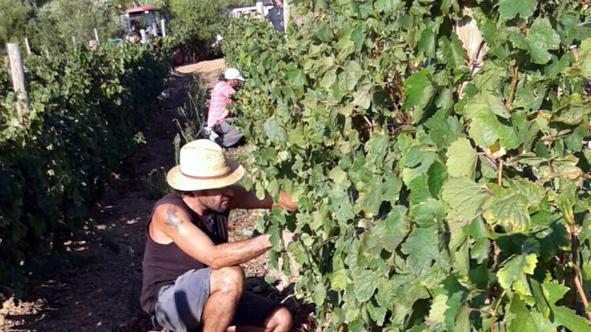 Un grup de persones a l'inici de la verema en una vinya de Colera aquest 14 d'agost.