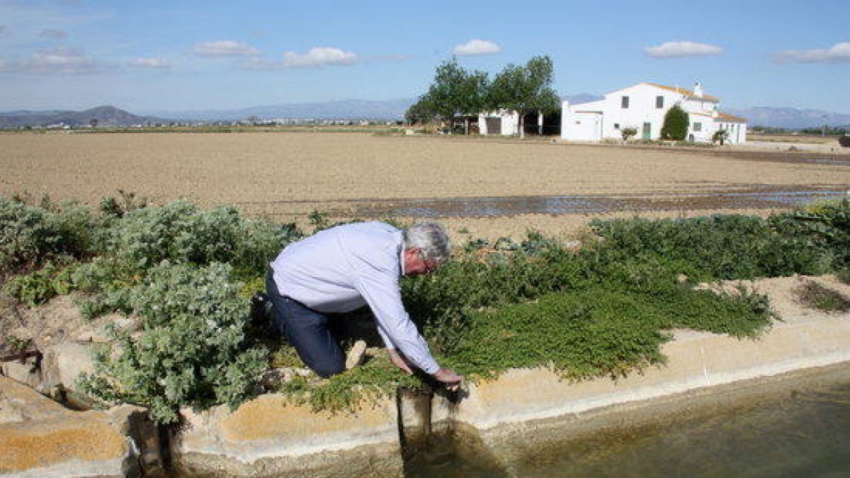 El president de la comunitat de regants de la Dreta de l'Ebre, Manel Masià, obrint el pas de l'aigua a un camp d'arròs.