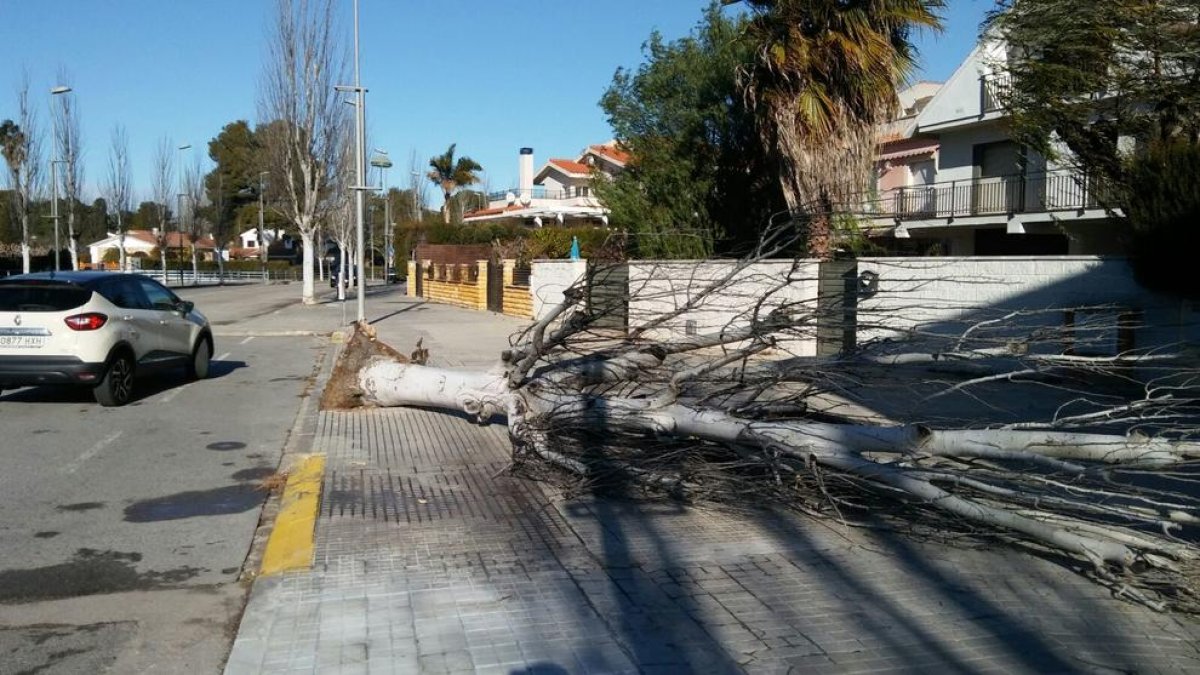 Un árbol caído a La Móra.