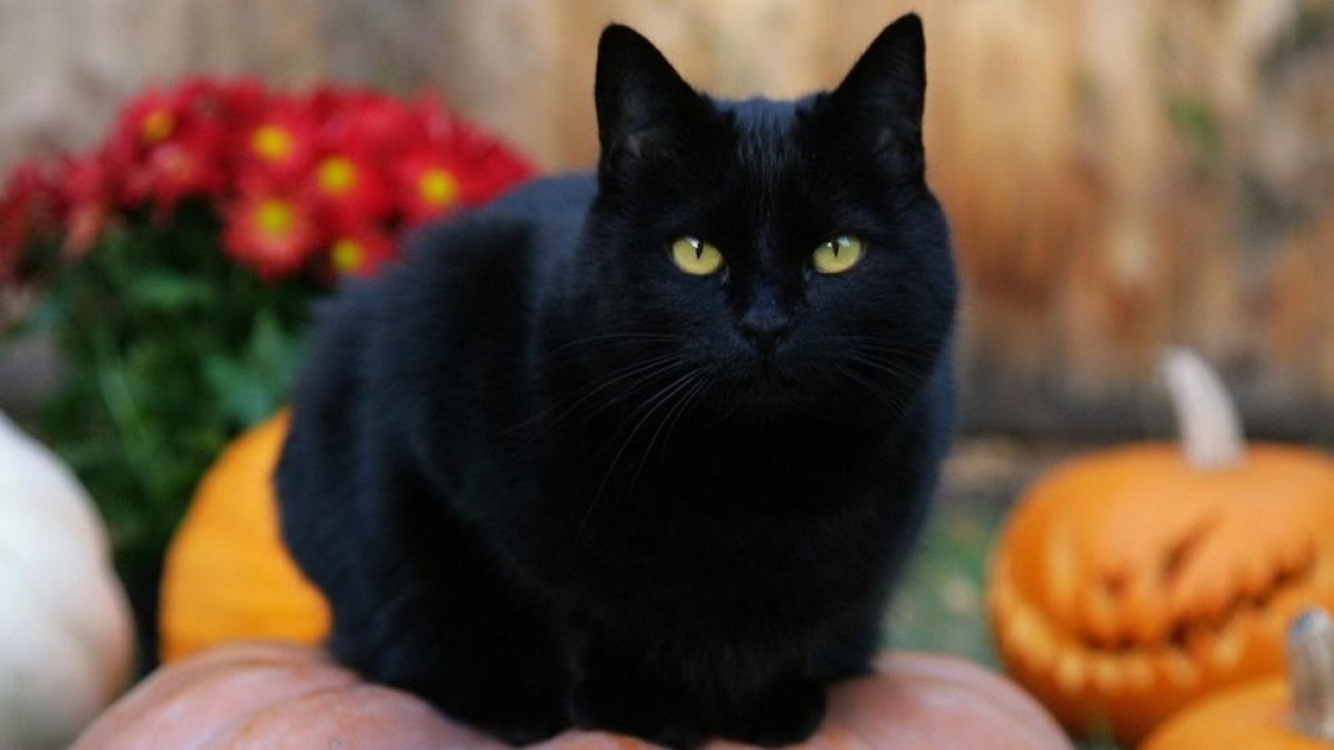 Un gat negre durant els dies de Halloween.