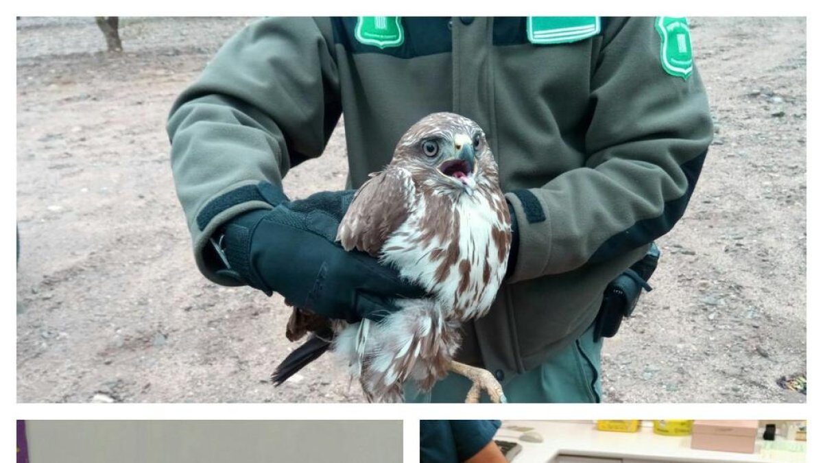 Los tres pájaros se han trasladado a los centros de fauna.