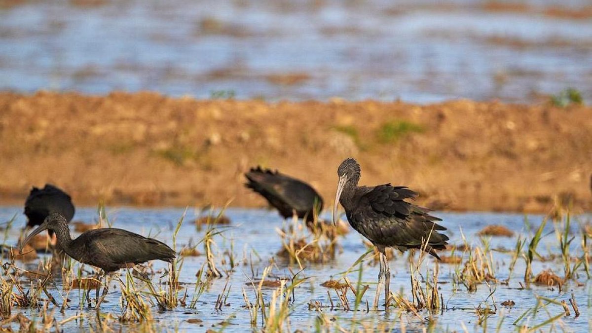 Ocells del Delta de l'Ebre.