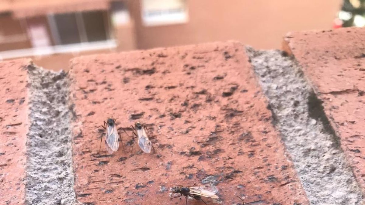 Imatges de formigues voladores a la zona de Torres Jordi a Tarragona.