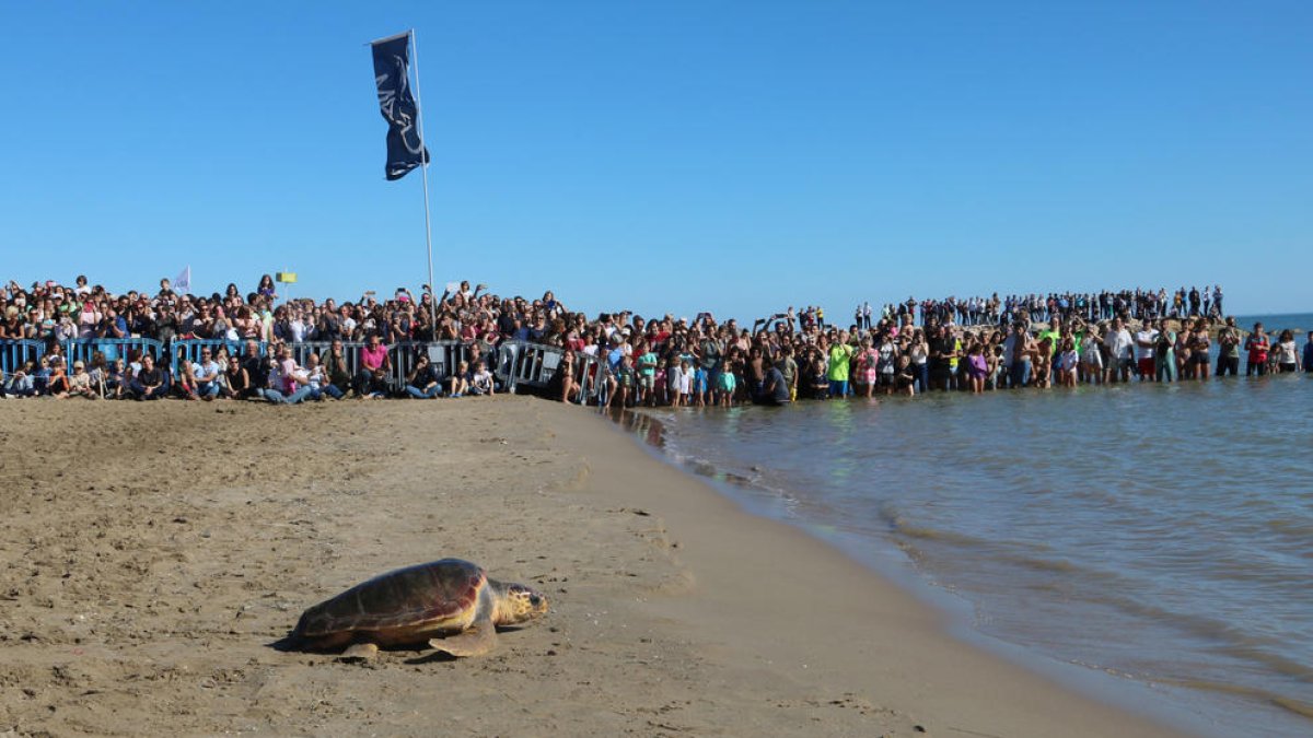 Alliberament d'una de les tortugues, que avança cap al mar davant l'expectació del públic, a Sant Carles de la Ràpita.