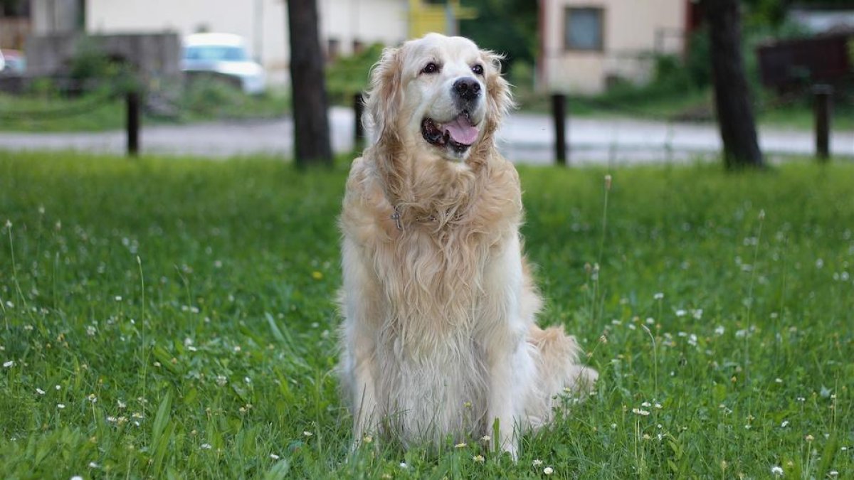 Imagen de archivo de un perro de la raza Golden Retriever.