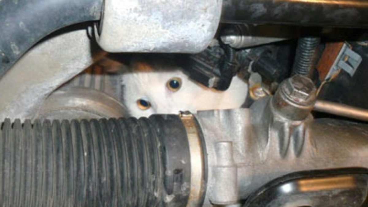 Un gat atrapat a un motor.