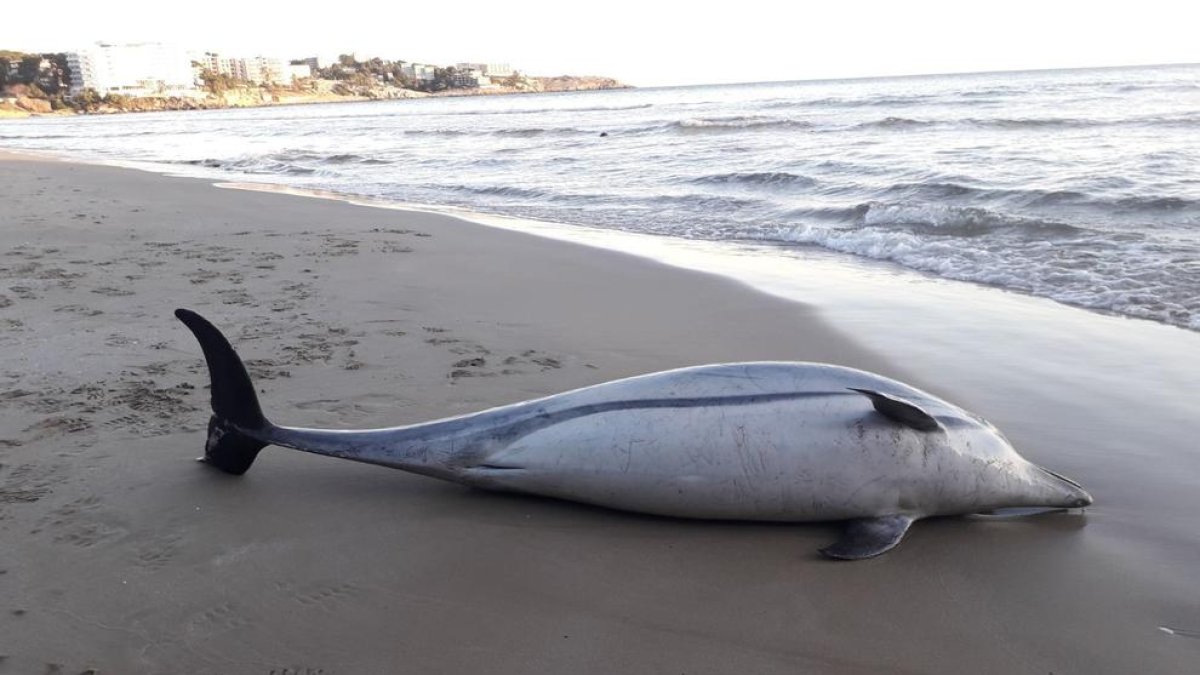 Imagen del delfín encontrado muerto en la playa larga de Salou