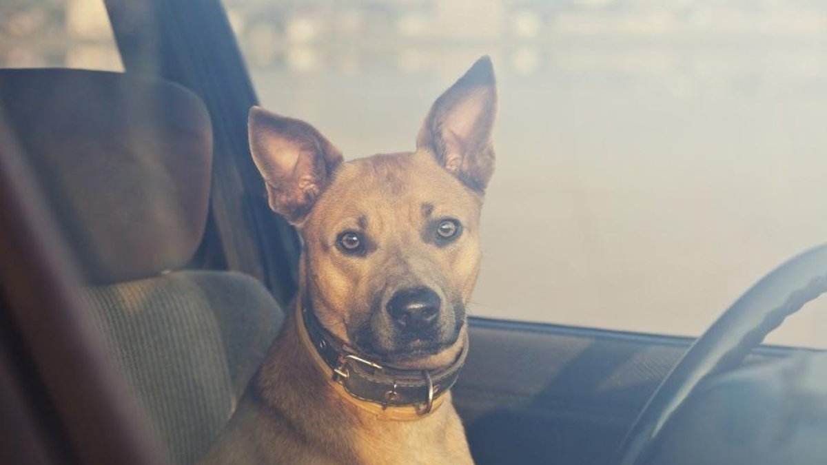 Imatge de recurs d'un gos tancat a un cotxe.