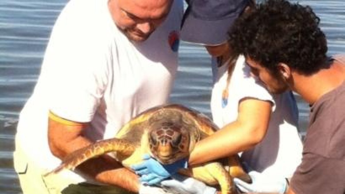 Liberación de una tortuga alelada el pasado mes de noviembre.