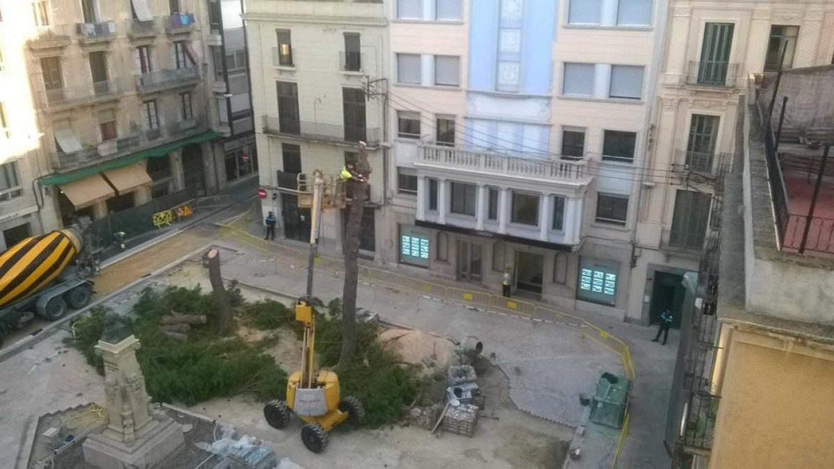 Imatge de la tala dels pins de la plaça Catalunya, aquest dilluns.