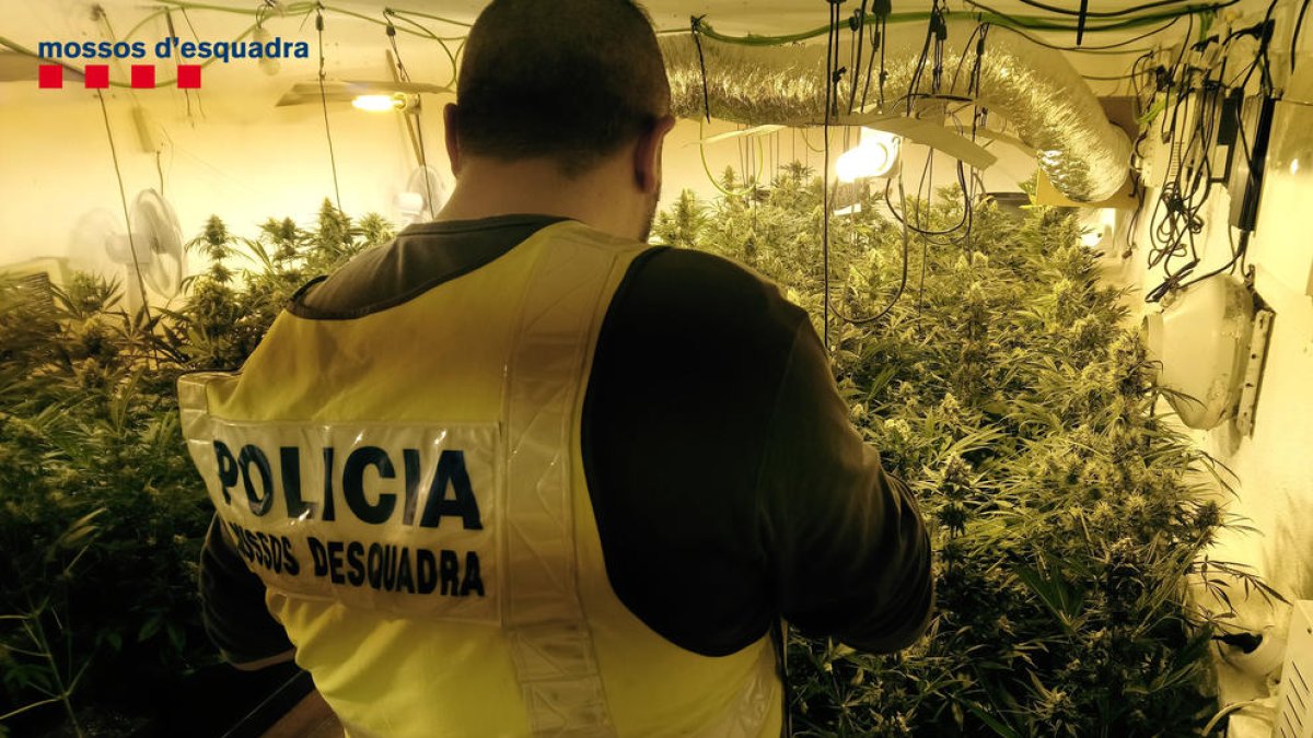 Una de les plantacions interiors de marihuana