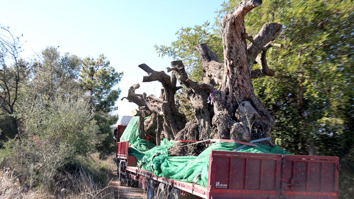 Uno de los camiones cargado con olivos milenarios en Ulldecona.