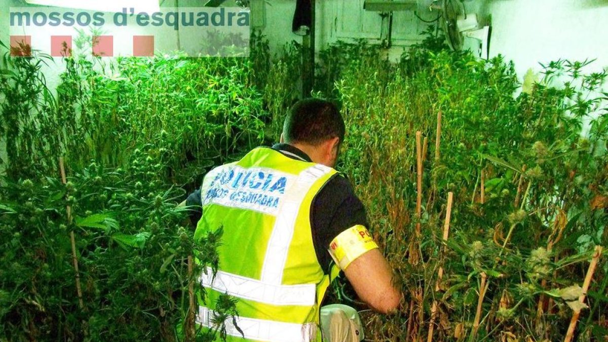 Els agents van localitzar 293 plantes de marihuana a l'interior de la casa.