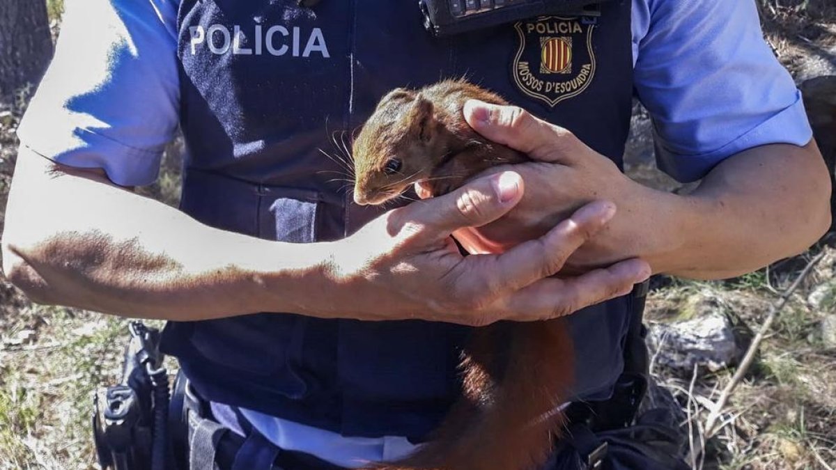 Imatge de l'esquirol ferit recuperat a la C-12.